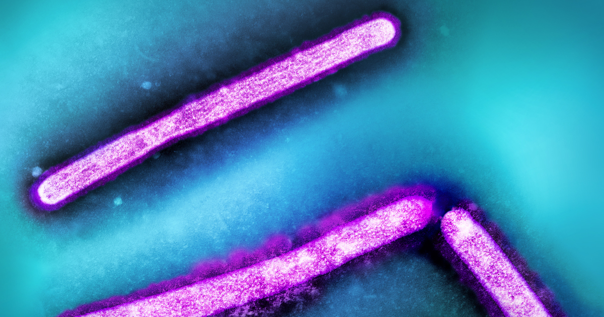 Micrographie électronique à transmission colorisée de trois particules du virus de la grippe aviaire (rose), sur fond bleu sarcelle. Photo : CDC et NIAID.